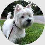 asheville pet care testimonial from millie