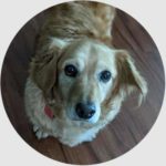 asheville pet care testimonial from ziggy