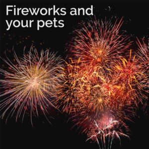 Fireworks display asheville pets
