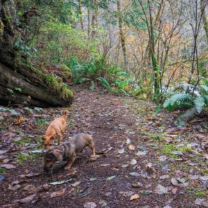 Asheville Trails - picture of dogs on the trails
