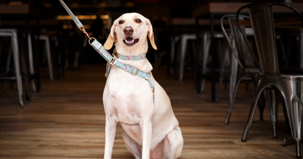 Picture of a dog in a restaurant that is dog friendly and offers brunch