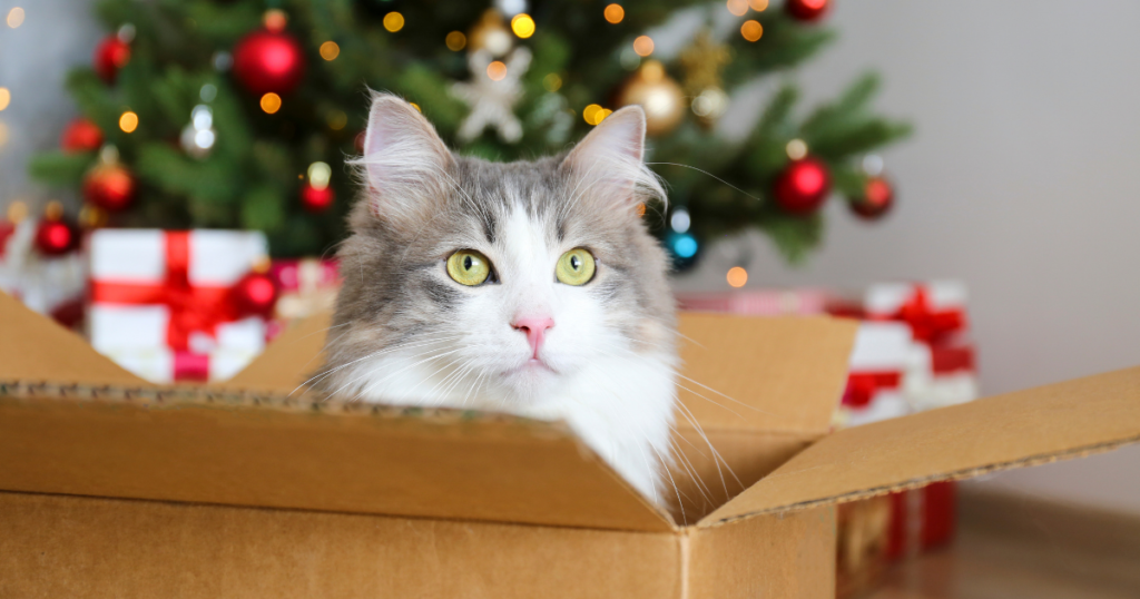Image of cat sitting in a box in front of the christmas tree.