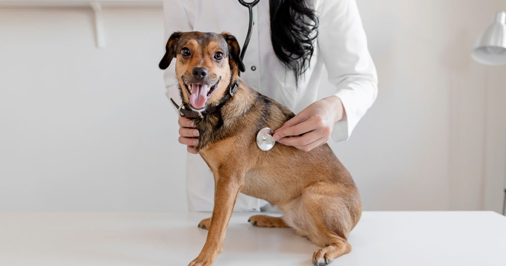 Image of dog on examining table at the vet