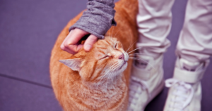 Cat being affectionate towards owner