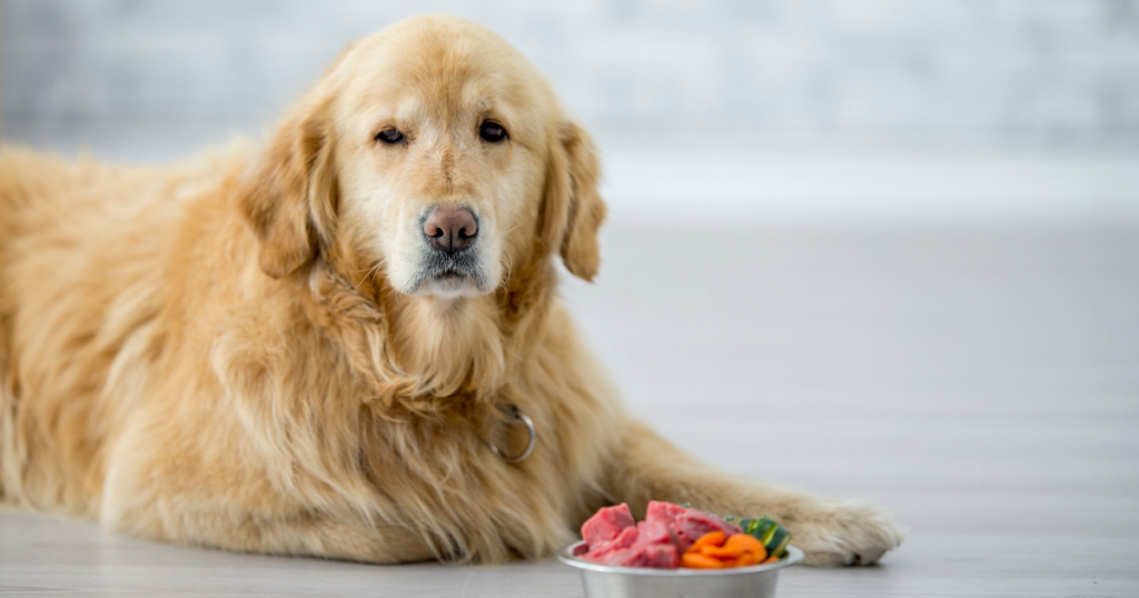 dog with vegan food and diet