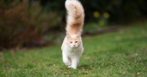 cat with bushy tail