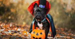 dog in halloween costume to promote safety