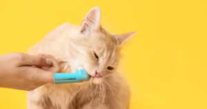 Cleaning a cat's teeth for proper dental care.